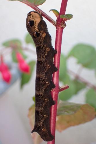 Deilephila elpenor